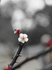 春はまだかなぁ