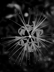 花火