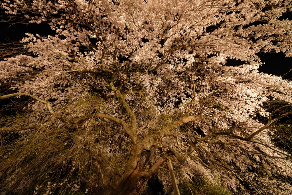 しだれ桜(4)