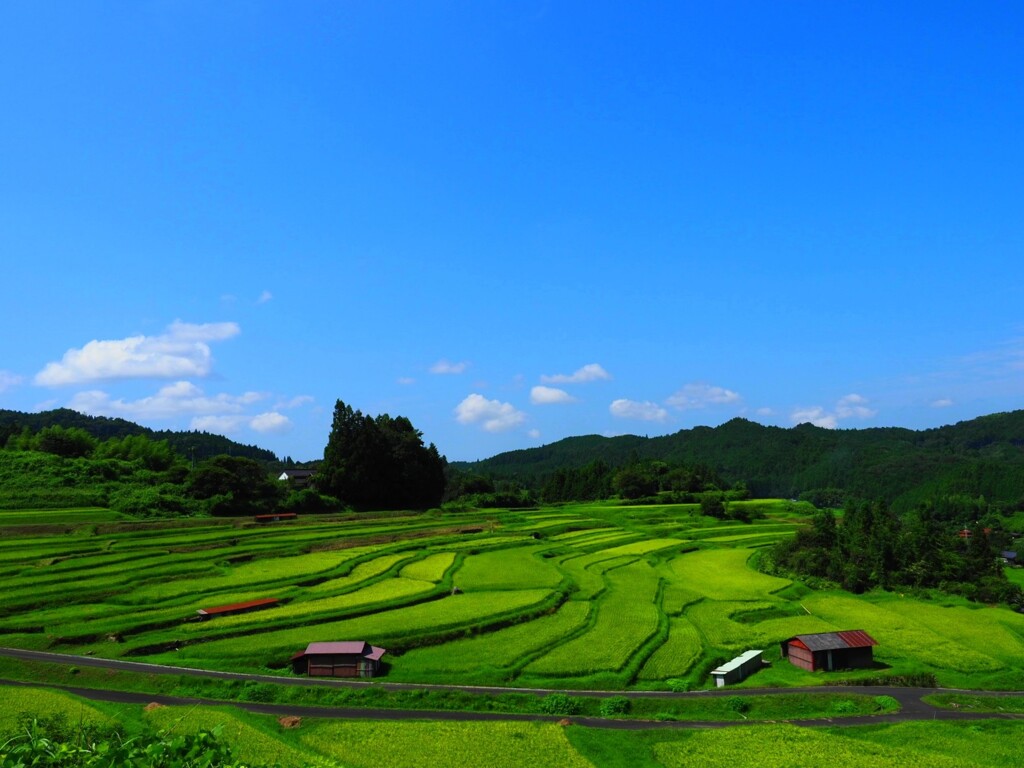 緑の棚田
