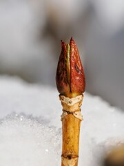 真っ赤な帽子の冬芽
