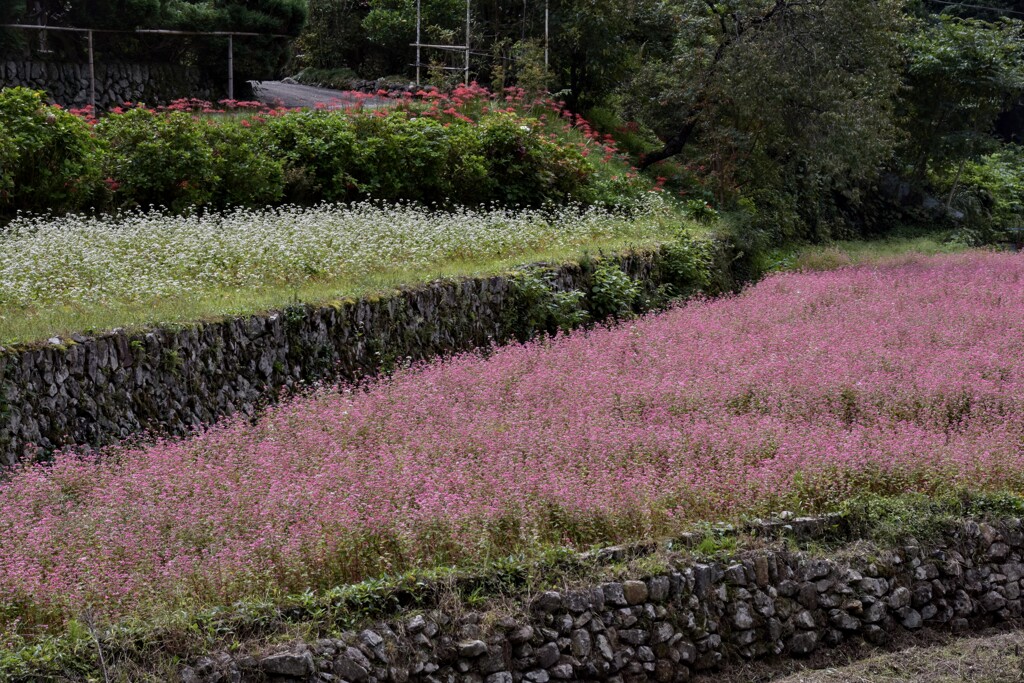 白と赤の蕎麦の花(1)