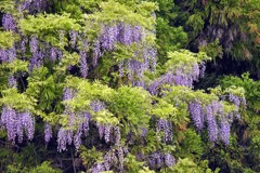 藤の花のツリー