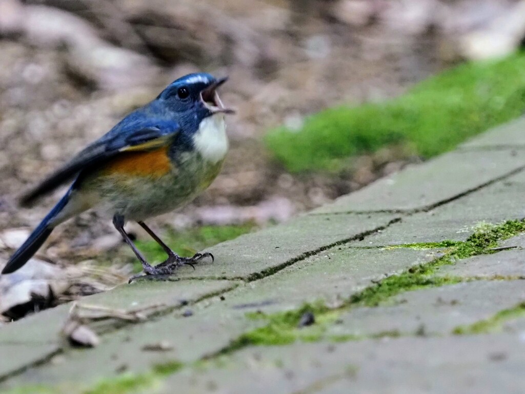 わぁ～～。