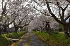 桜のアーチ