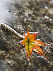 雨水に浮かぶ