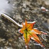 雨水に浮かぶ