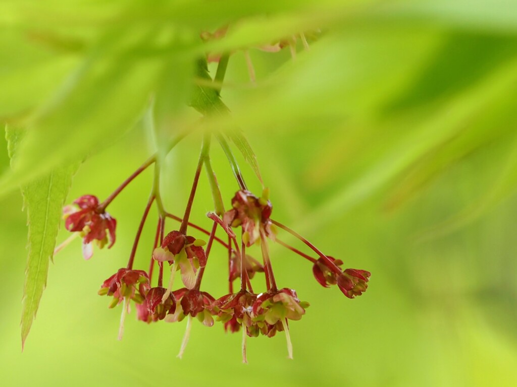 紅葉の花
