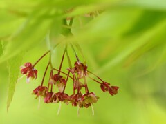 紅葉の花
