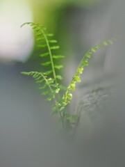 お寺さんの石垣の間から
