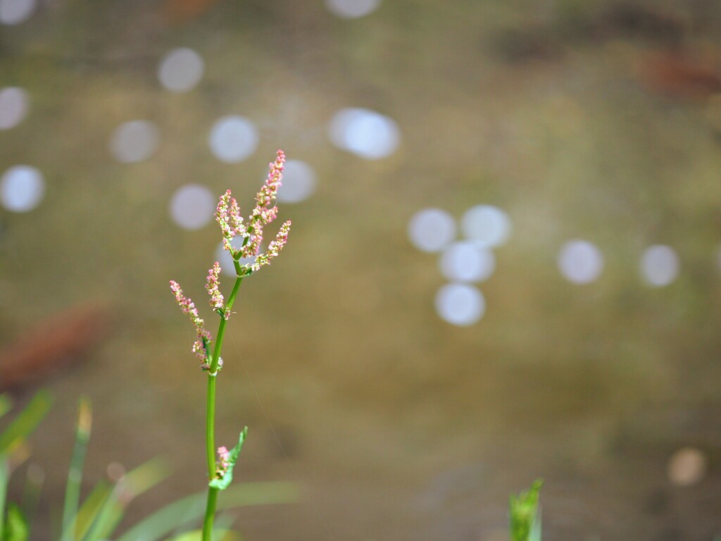 春の流れ