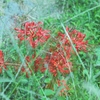 草むらの中で