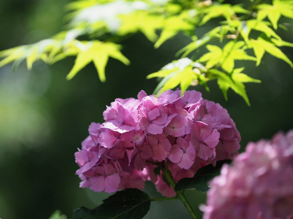 今の主役は紫陽花さん