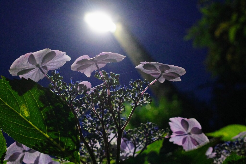 夜の紫陽花