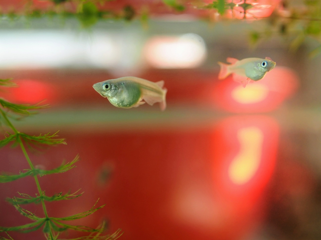 水中