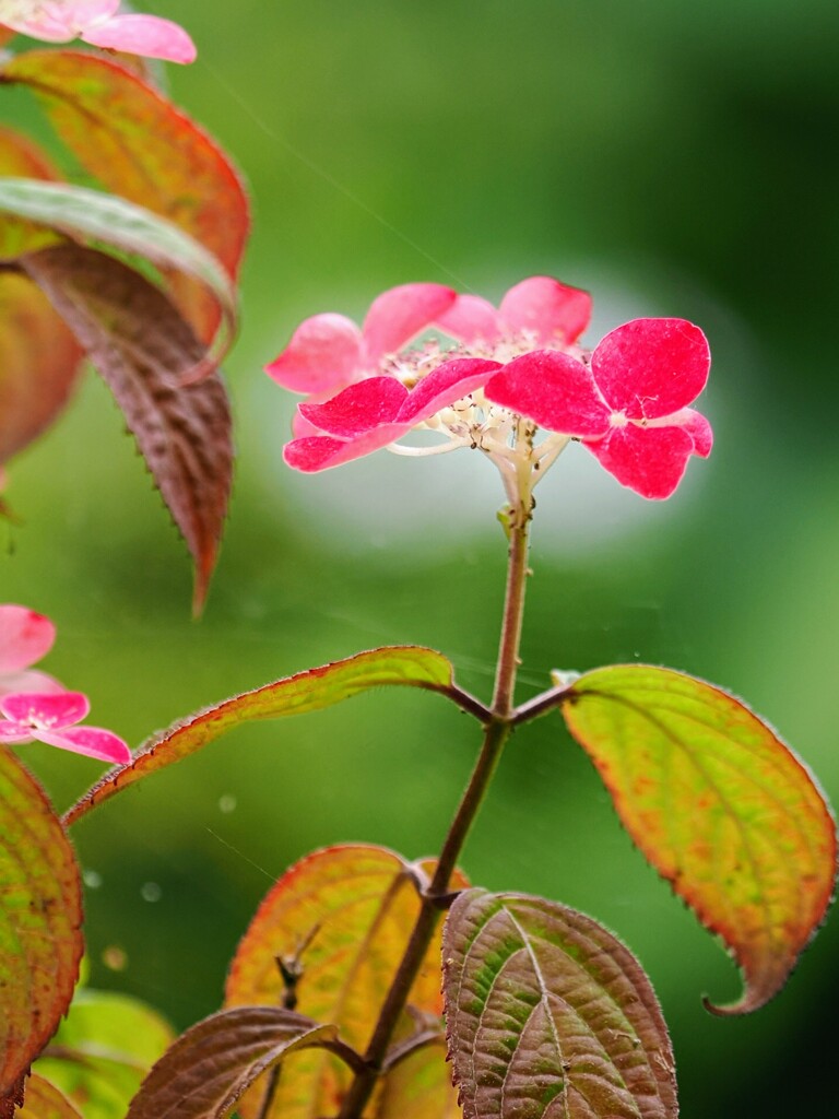 紅
