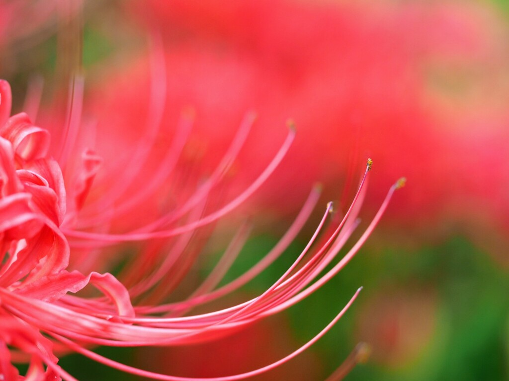 天界に咲く花