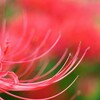 天界に咲く花