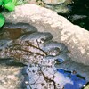 青空と桜が映ってる