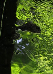 緑の水面にアメンボ