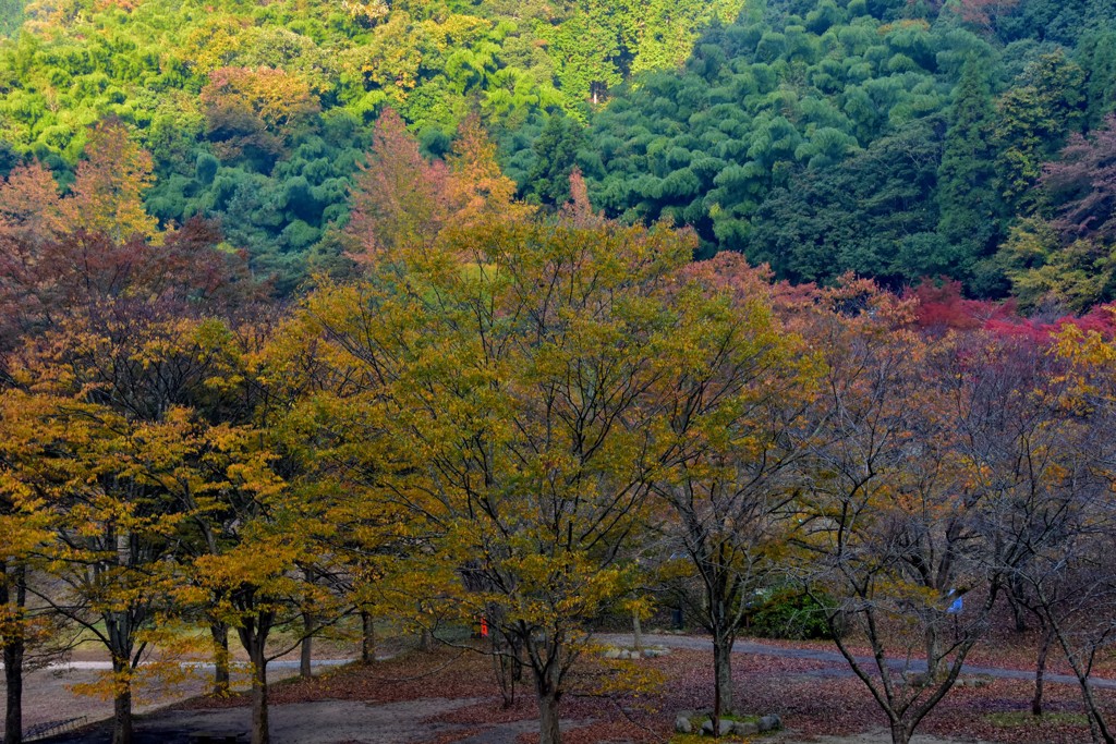 公園の紅葉