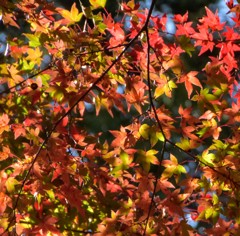 ステンドグラスの様な紅葉