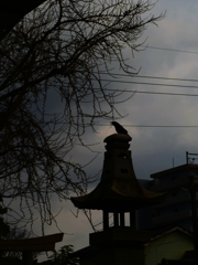 カラス