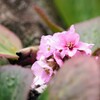石垣のすき間から。