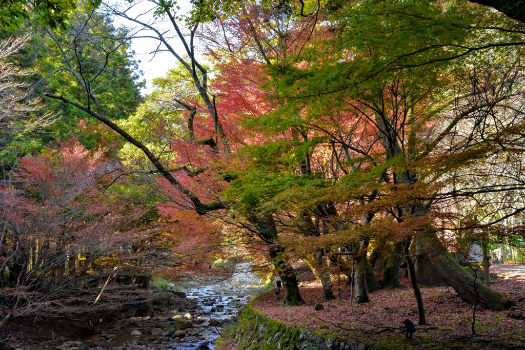 山の中の紅葉