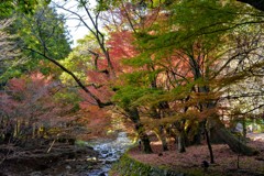 山の中の紅葉