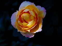 秋薔薇
