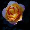 秋薔薇