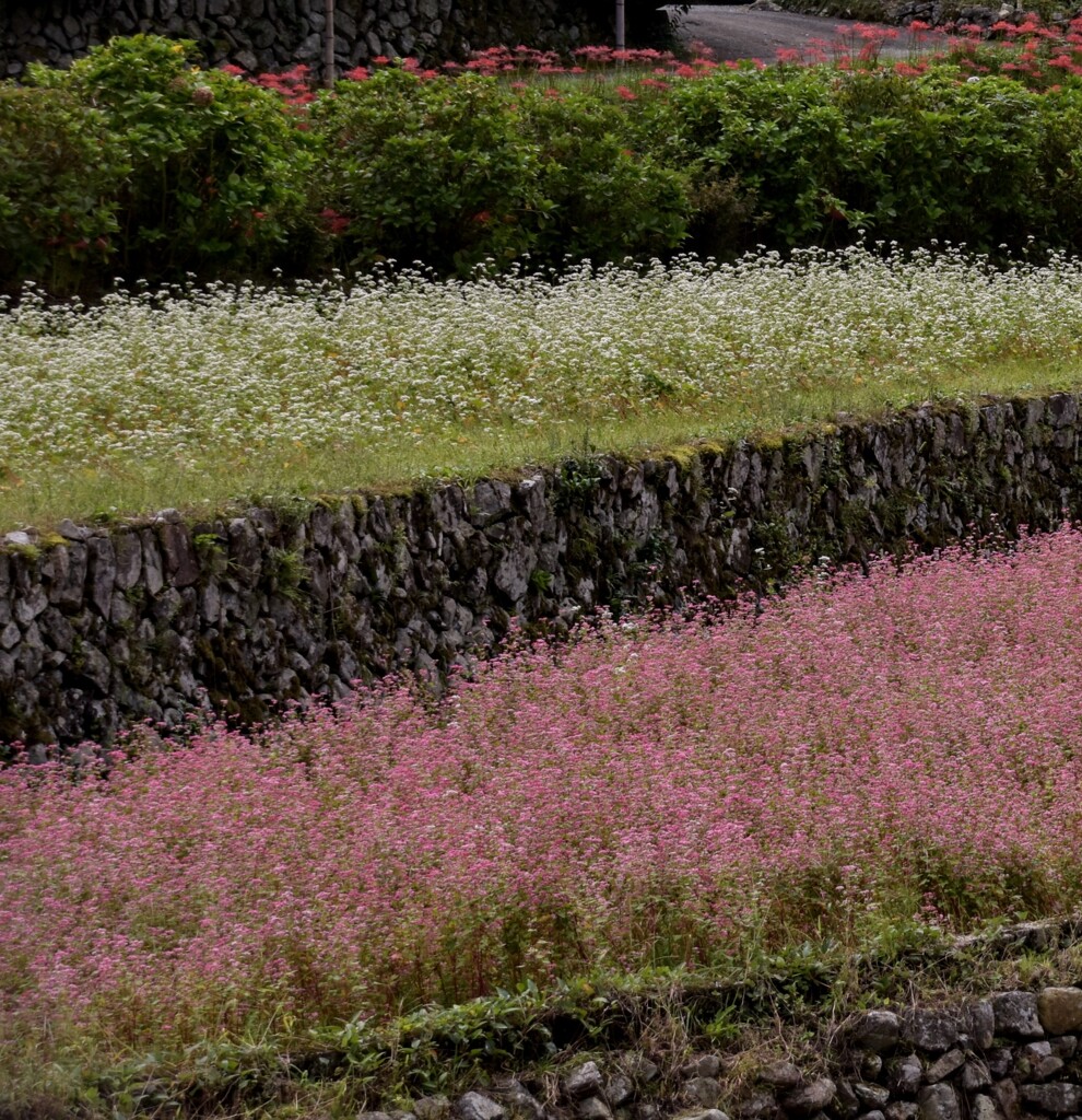 白と赤の蕎麦の花(2)
