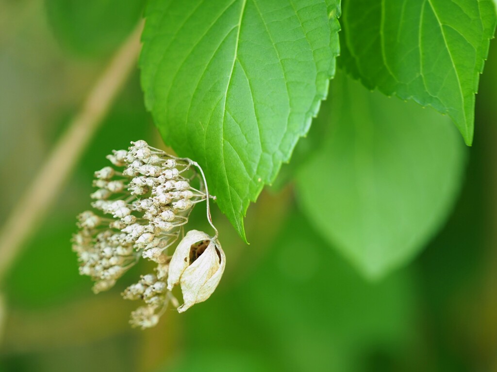 もうすぐ紫陽花の季節