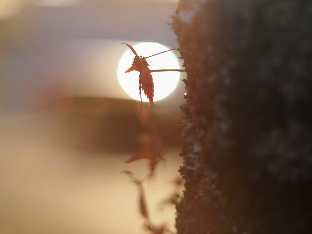 玉ボケの中に
