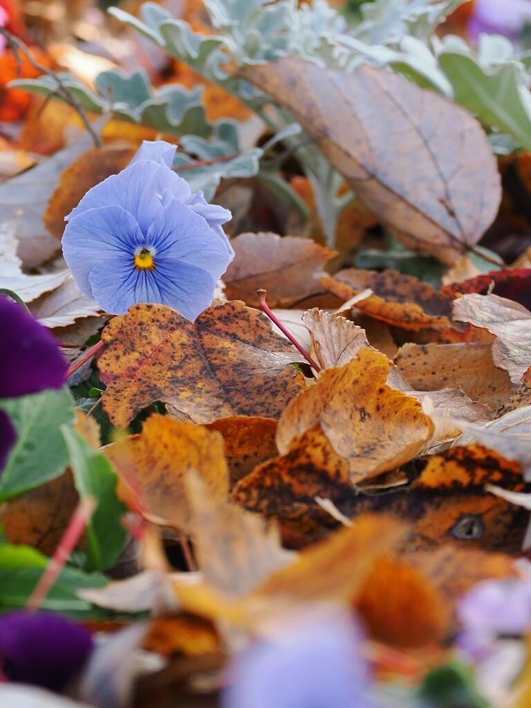 落ち葉に埋もれる