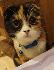 初猫カフェ(スマホにて)