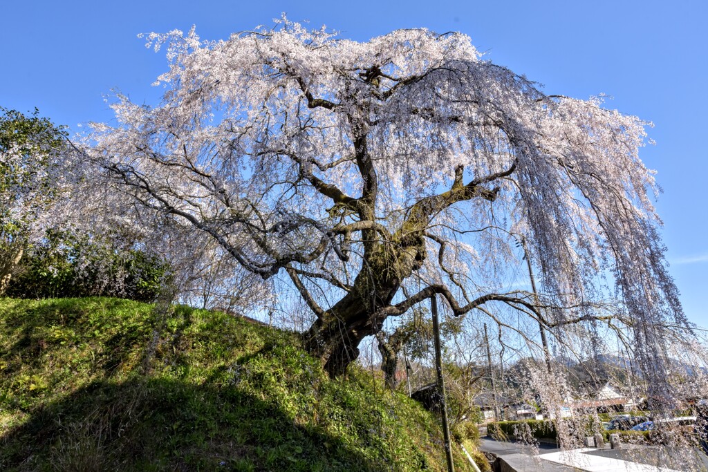 今年もよく咲いた