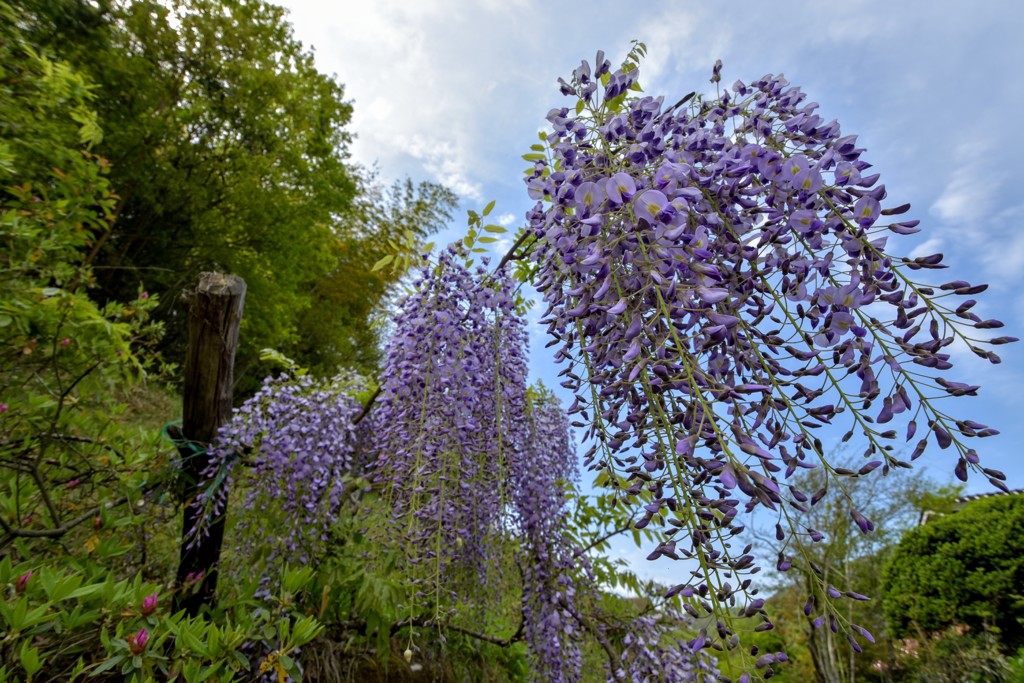 藤の花に空