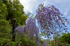 藤の花に空