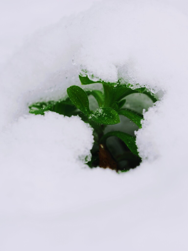 雪に負けるなぁ