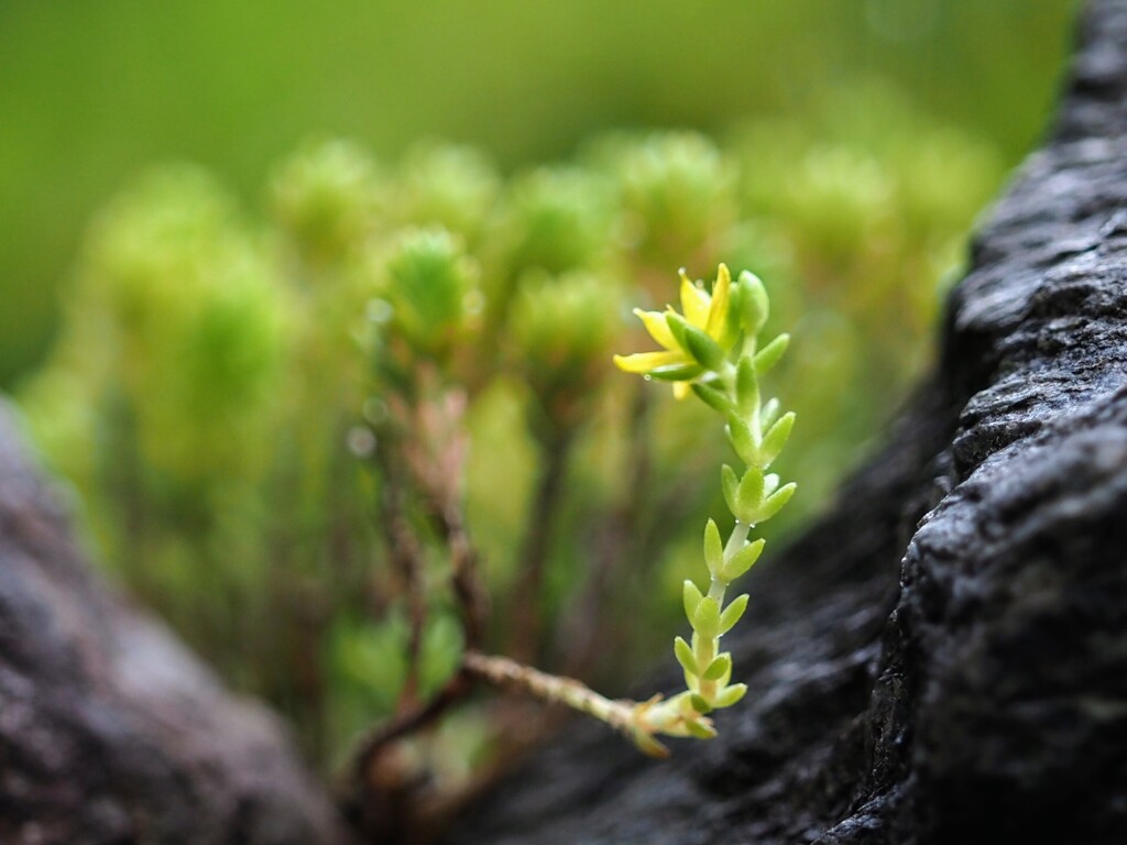 小さな花