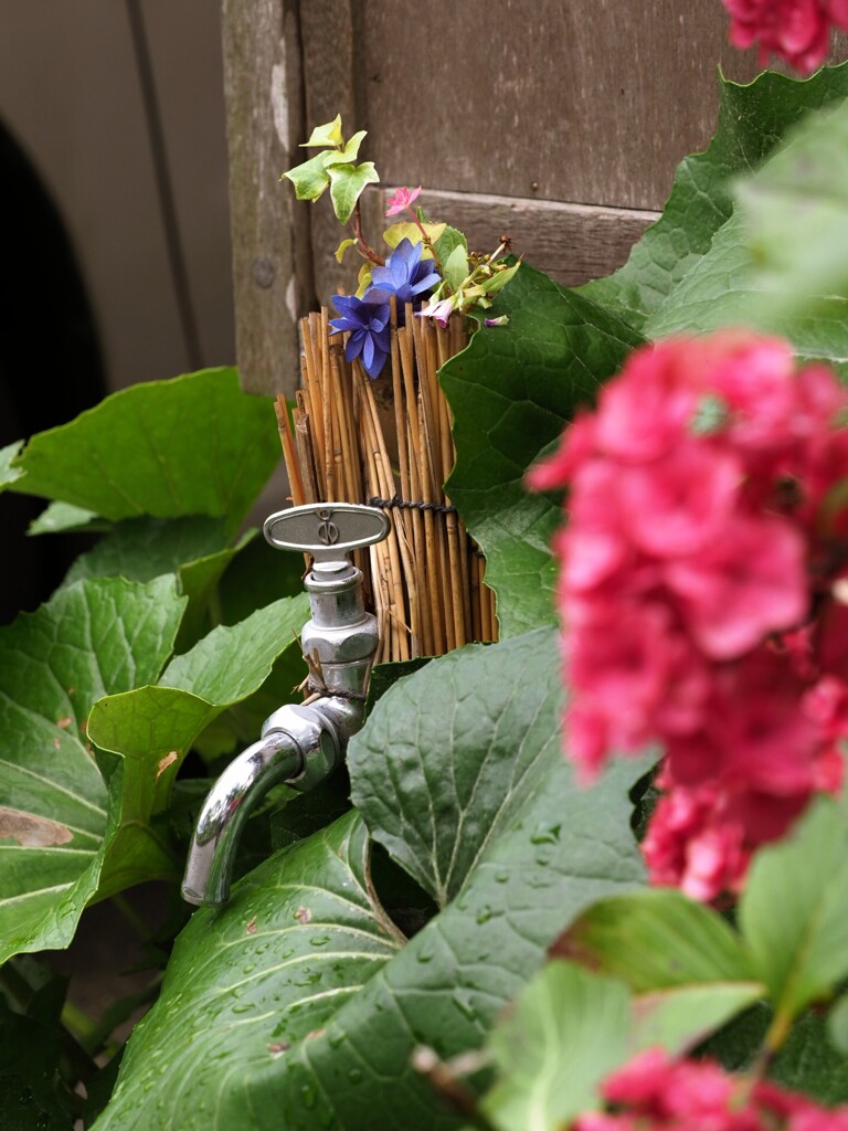 蛇口と紫陽花