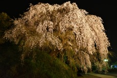 しだれ桜(3)