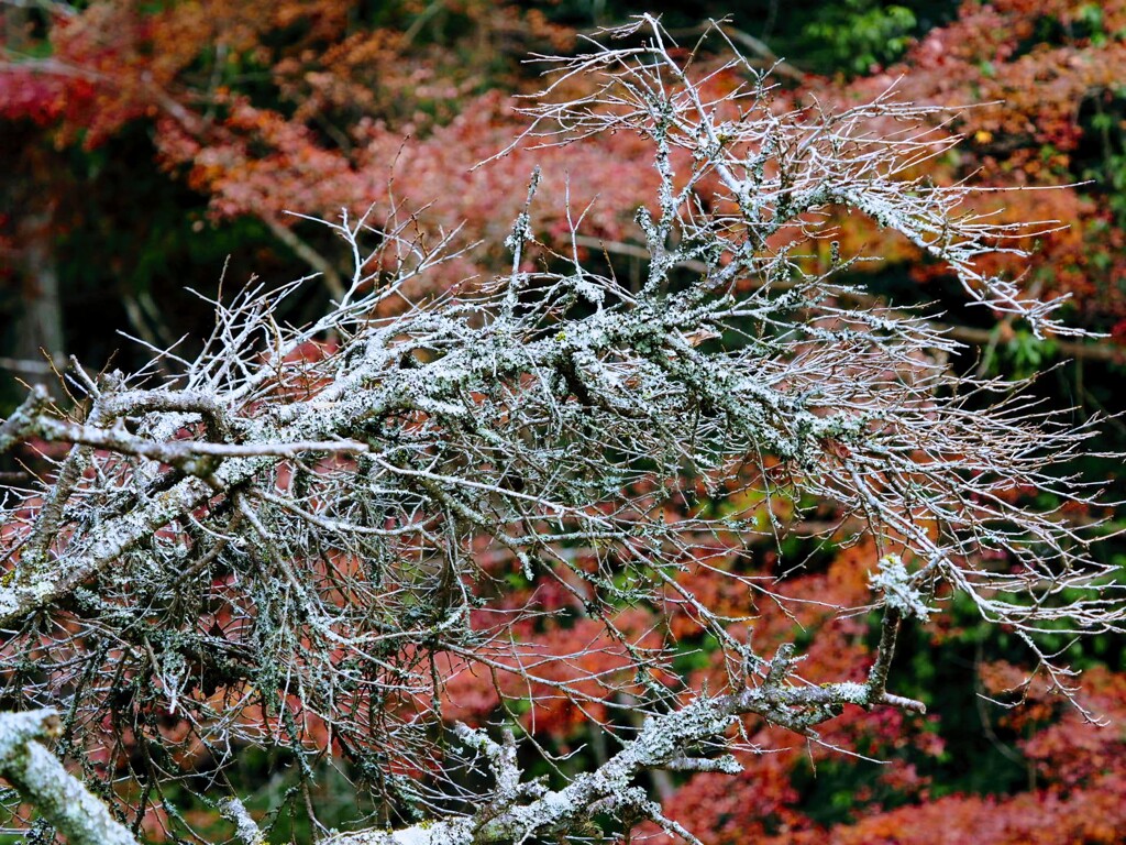 紅葉