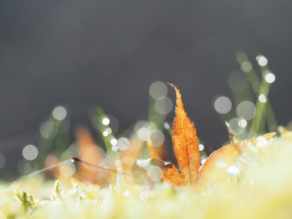 雨上がり