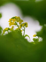 葉っぱと葉っぱの隙間から