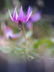 寂しさに耐える