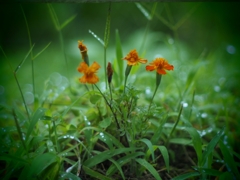 雨