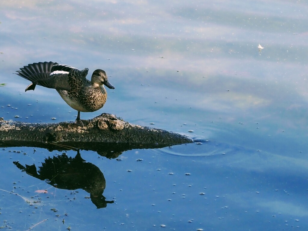 ドヤ顔